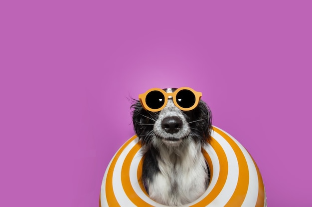 Retrato de perro cachorro de verano dentro de un inflable aislado sobre fondo púrpura