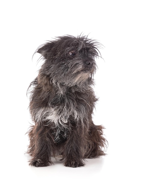 Retrato de un perro Cairn terrier sentado sobre un fondo blanco.