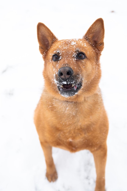 Retrato de un perro callejero en la nieve.