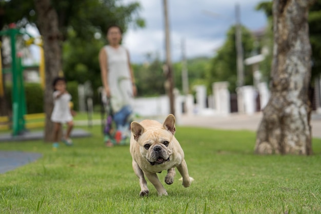 Foto retrato de un perro caminando por la hierba