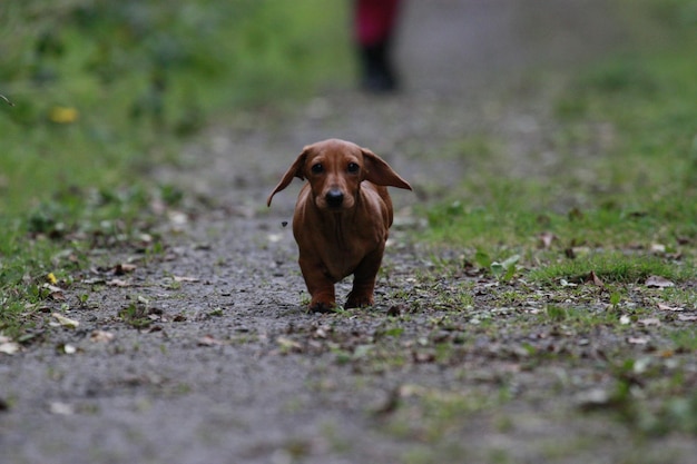 Foto retrato de un perro en un camino de tierra