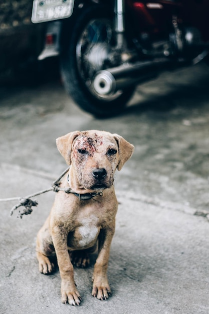 Foto retrato de un perro en el camino