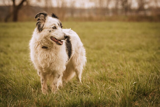 Foto retrato de un perro en un campo de hierba