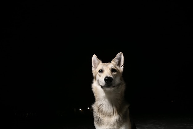 Retrato de un perro en el campo por la noche