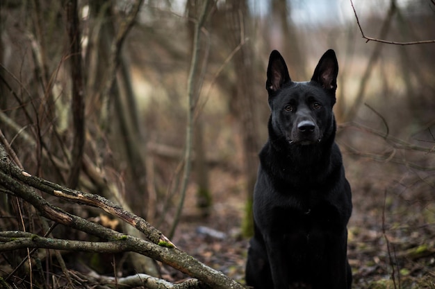 Foto retrato de un perro en el campo