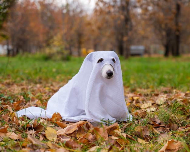 Foto retrato de perro en el campo