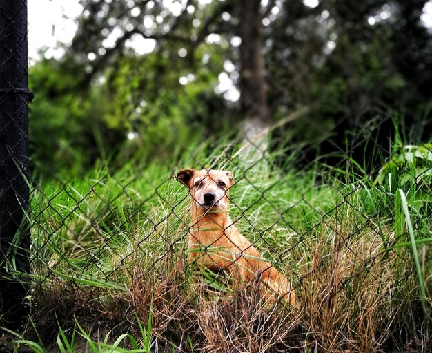 Retrato de un perro en el campo