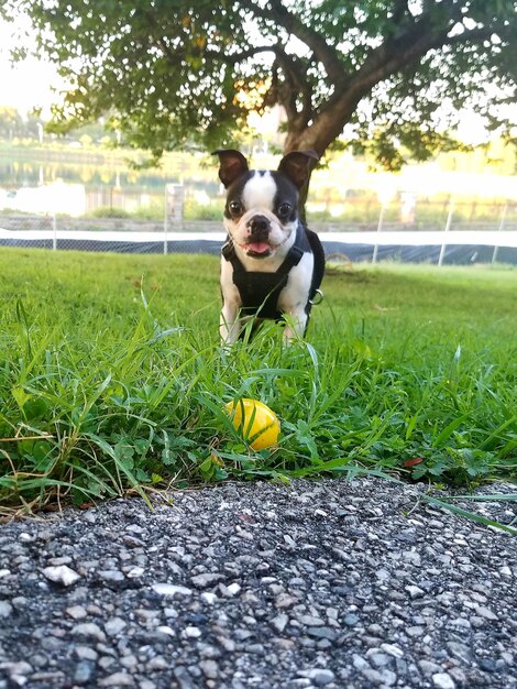 Foto retrato de perro en el campo