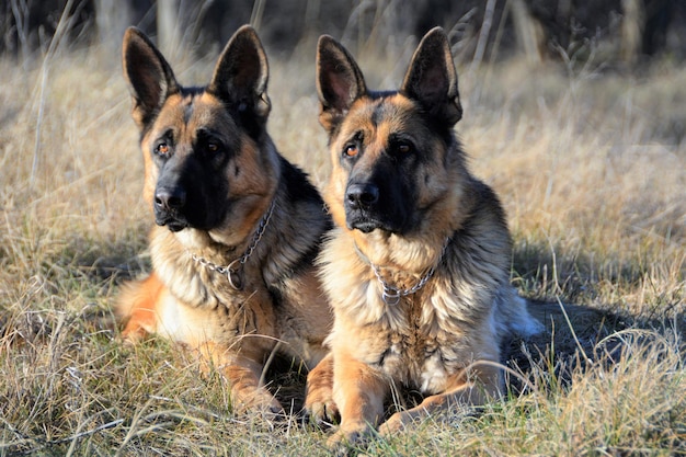 Foto retrato de un perro en el campo