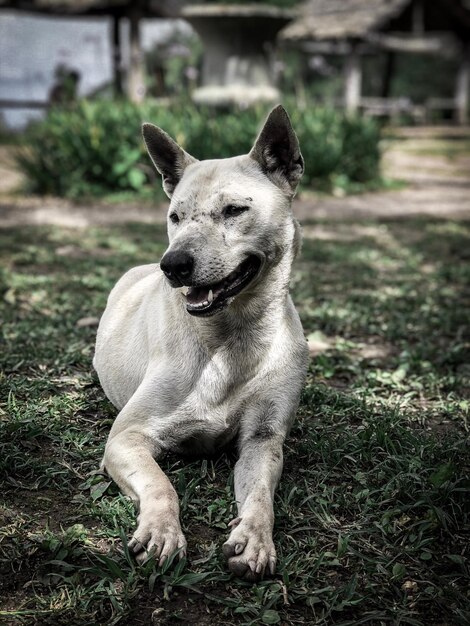 Foto retrato de perro en el campo