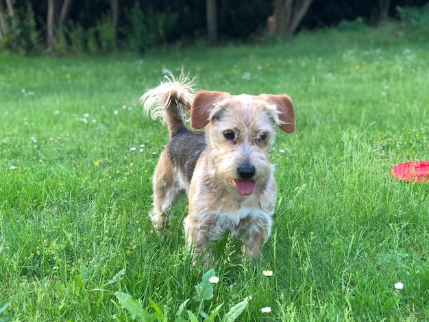 Retrato de un perro en el campo