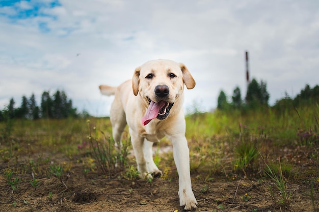 Retrato de perro en el campo