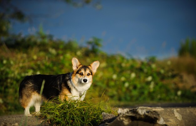 Foto retrato de perro en el campo