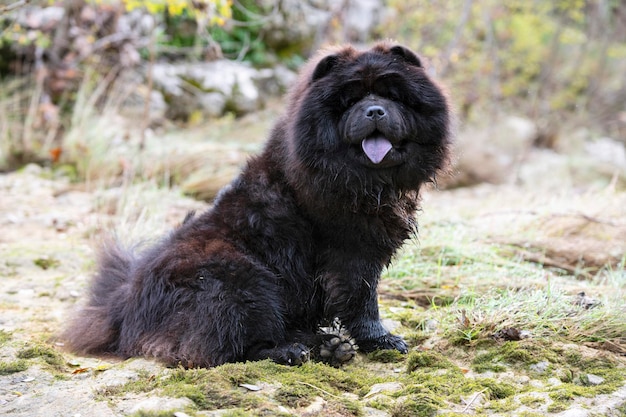 Foto retrato de perro en el campo