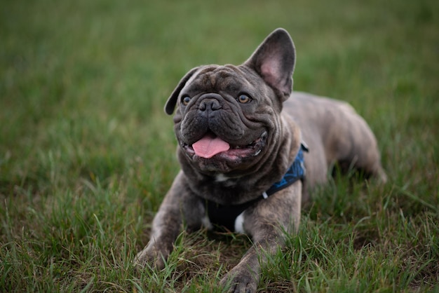 Foto retrato de un perro en el campo