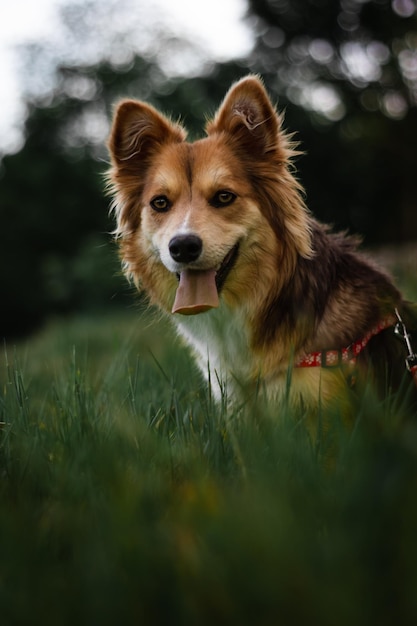 Retrato de perro en el campo