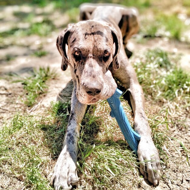 Foto retrato de un perro en el campo