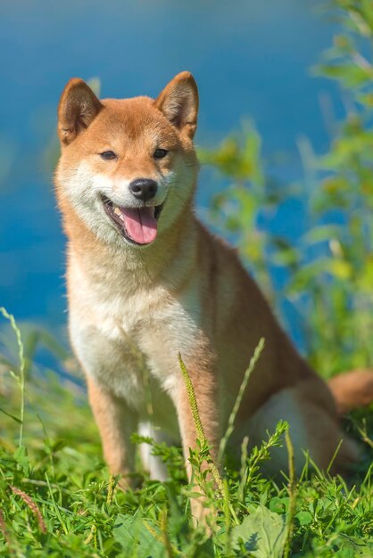 Foto retrato de perro en el campo