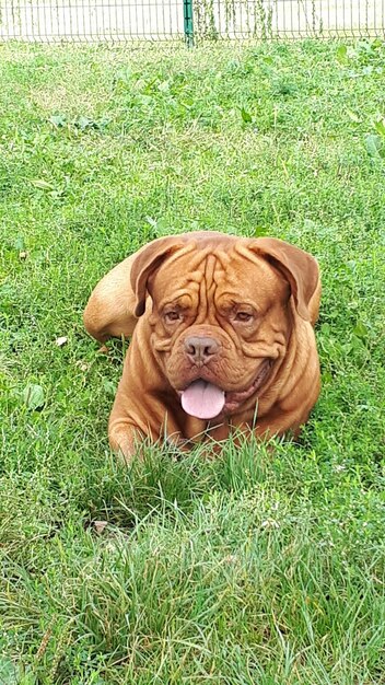 Foto retrato de un perro en el campo