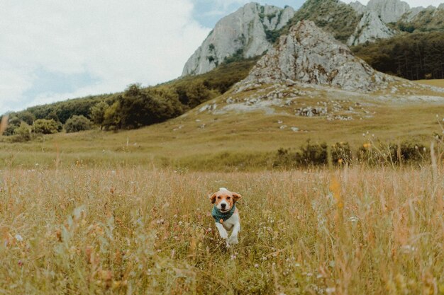 Foto retrato de perro en el campo