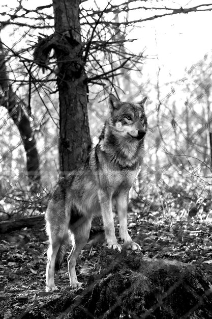 Foto retrato de un perro en el campo