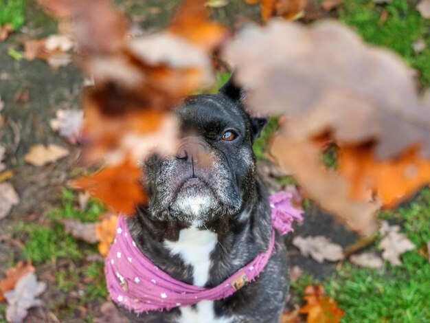 Foto retrato de un perro en el campo