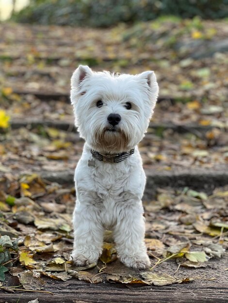 Retrato de perro en el campo