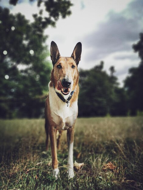 Foto retrato de perro en el campo