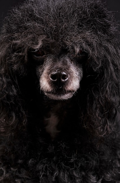 Retrato de perro caniche negro con nariz blanca y peinado afro