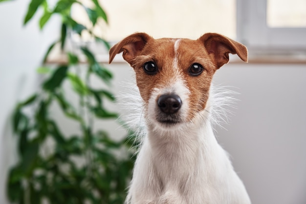 Retrato de perro en casa. Jack Russell terrier sentado cerca de la planta y mirando a la cámara