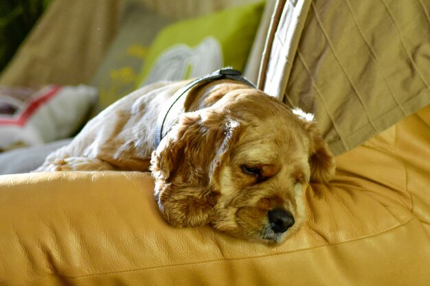 Retrato de un perro en casa