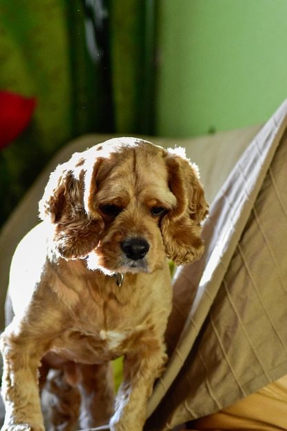 Retrato de un perro en casa