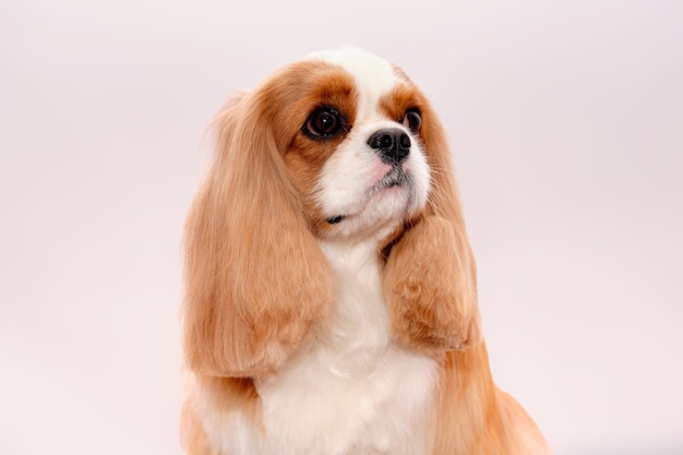 Retrato de un perro Cavalier King Charles Spaniel