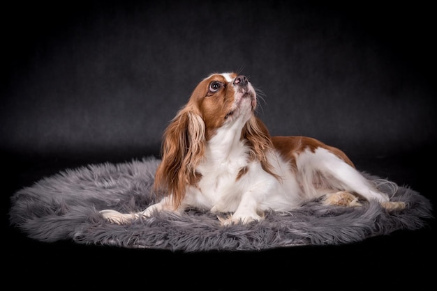 Retrato del perro cavalier king charles spaniel