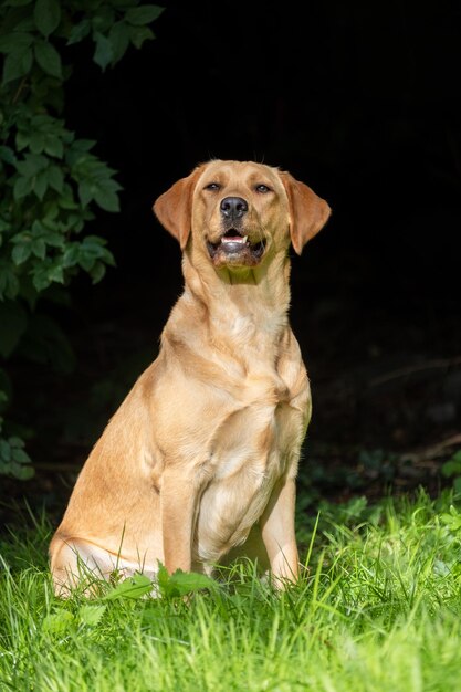 Foto retrato de un perro en el césped