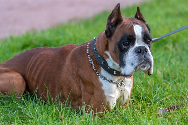 Retrato de un perro en el césped