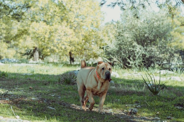 Foto retrato de un perro en el césped