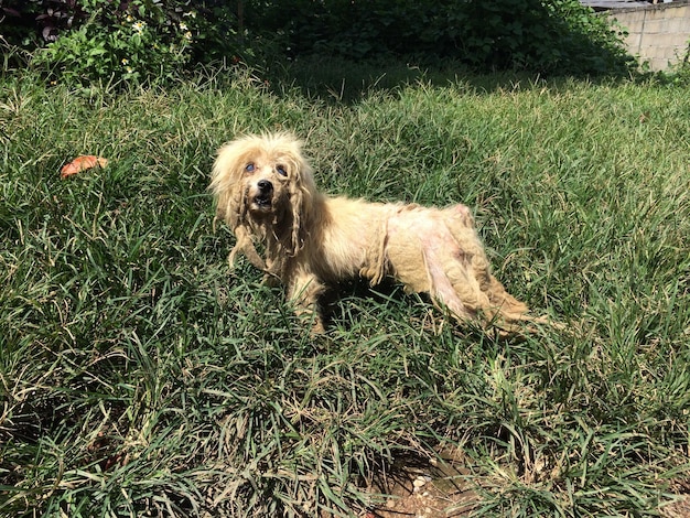 Foto retrato de un perro en el césped