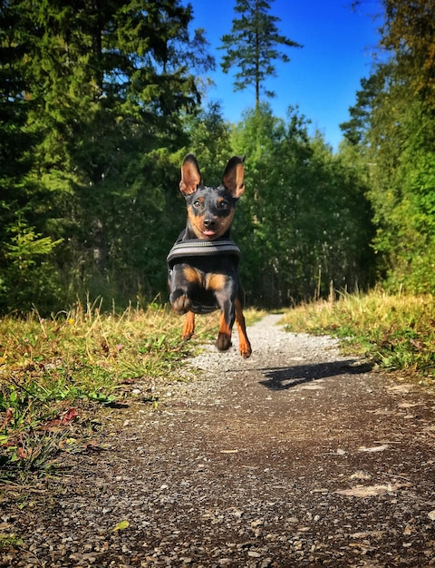 Foto retrato de un perro en el césped