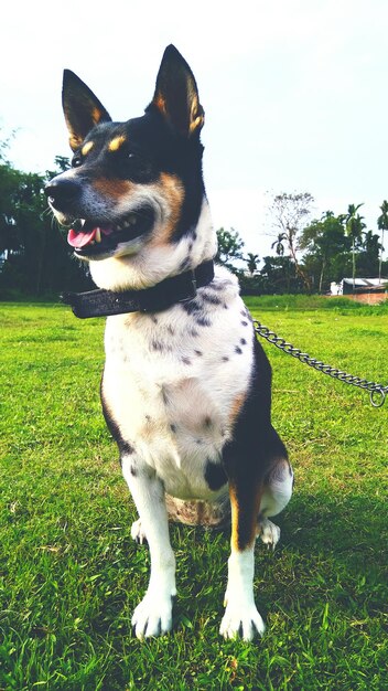 Foto retrato de un perro en el césped