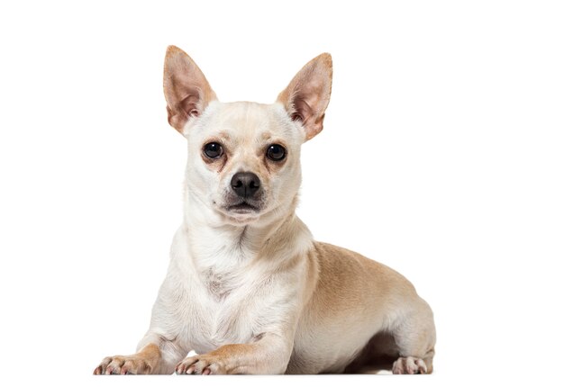 Retrato De Dos Perros Chihuahua De Pelo Corto De Diferentes Tamaños  Sentados En Una Casa De Perro De Madera, Sonriendo Con La Lengua Fuera Y  Mirando La Cámara. Fotos, retratos, imágenes y