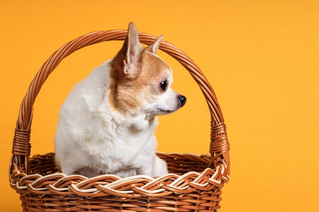 Retrato de un perro chihuahua en una canasta en una vista lateral de fondo amarillo