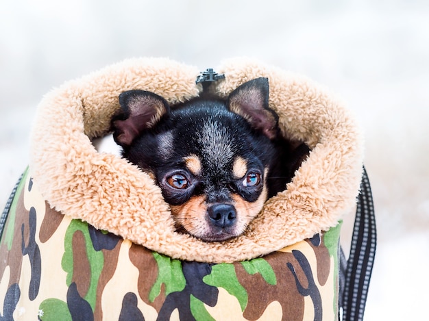 Retrato de un perro Chihuahua en un transportín para perros en tiempo de nieve.