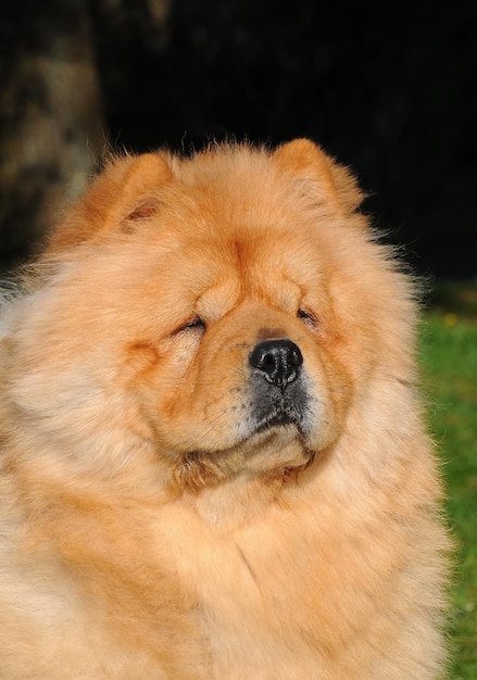 Retrato de perro Chow Chow