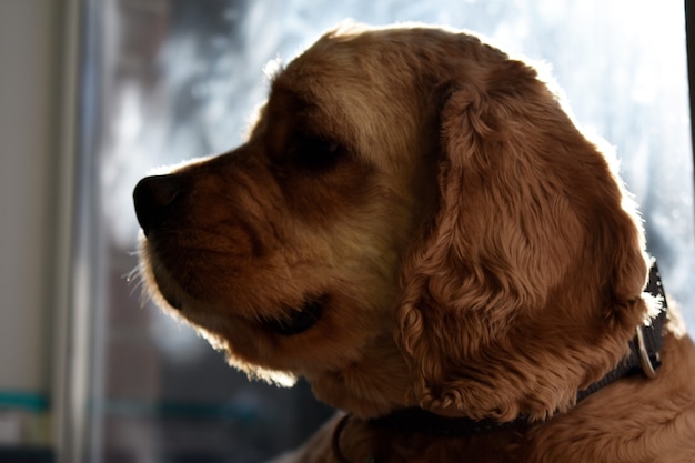 Retrato de un perro Cocker Spaniel en casa