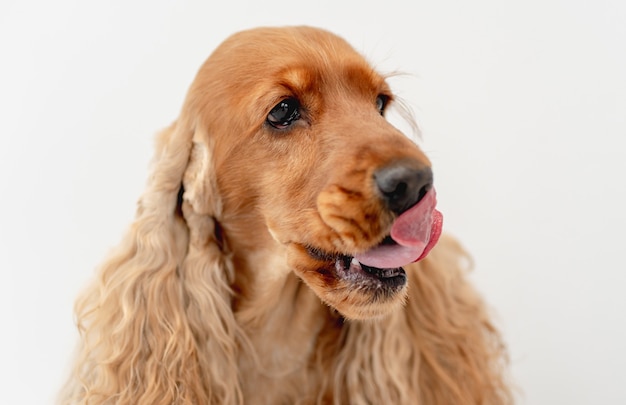 Retrato de perro cocker spaniel inglés en casa en la pared blanca