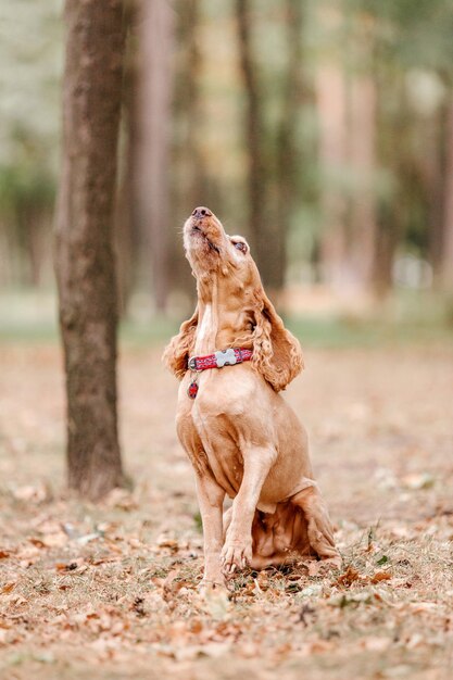 Retrato de perro Cocker Spaniel inglés. Temporada de otoño. Otoño