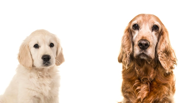Foto retrato de un perro cocker spaniel senior y un cachorro golden retriever joven sobre un fondo blanco.