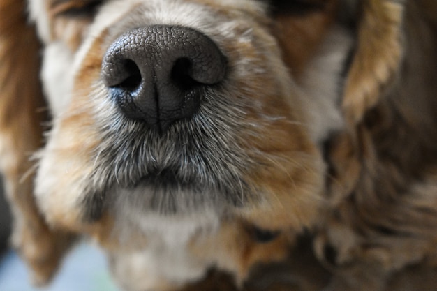 Retrato de un perro cocker spaniel