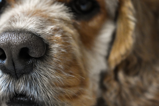 Retrato de un perro cocker spaniel